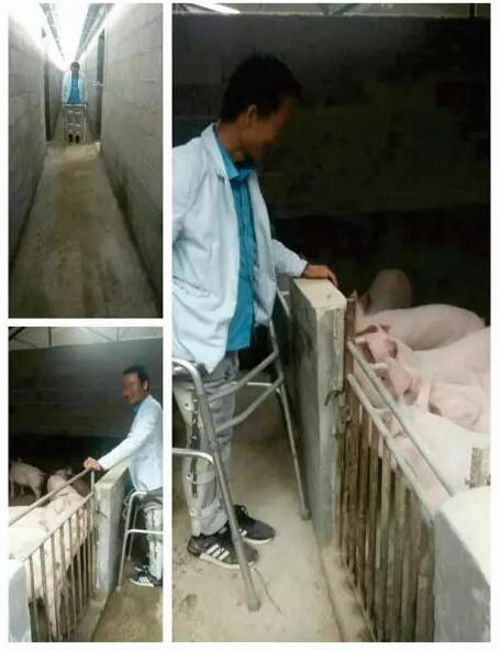 咱也开个养猪场~